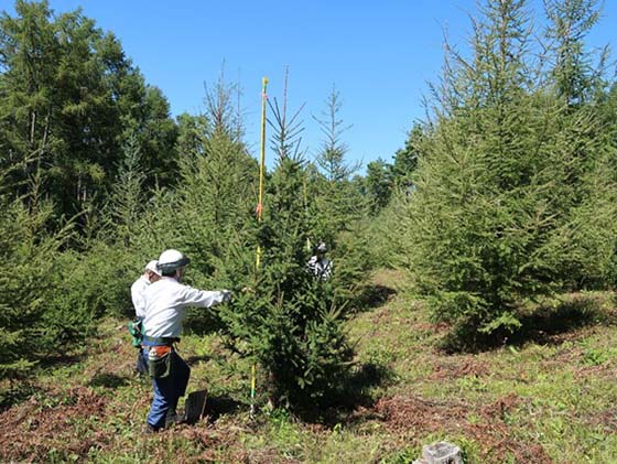 Photo. Grafted saplings of Picea maximowiczii, grown 2 m or over
