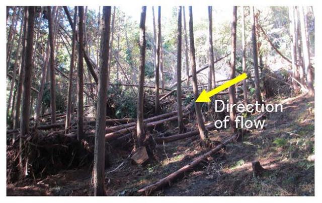 Photograph: Standing trees stopping the drifting wood and debris