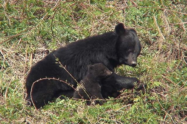 Photo1. An Asian black bear cub with its mother