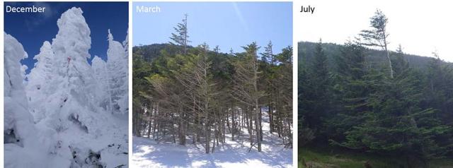 photo：Abies veitchii on Mt. Shimagare