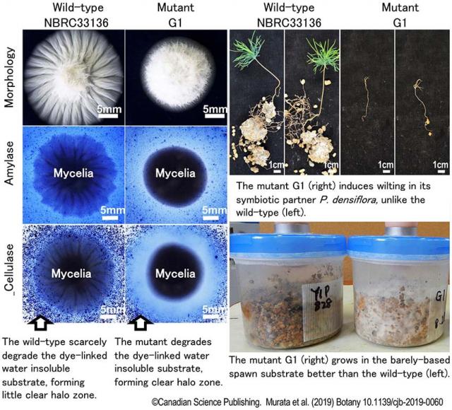 Figure. Characteristics of the natural strain