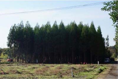 Figure 1. Experimental planting site in Kumamoto Prefecture