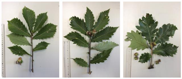 Photo: Leaves, shoots, and acorns