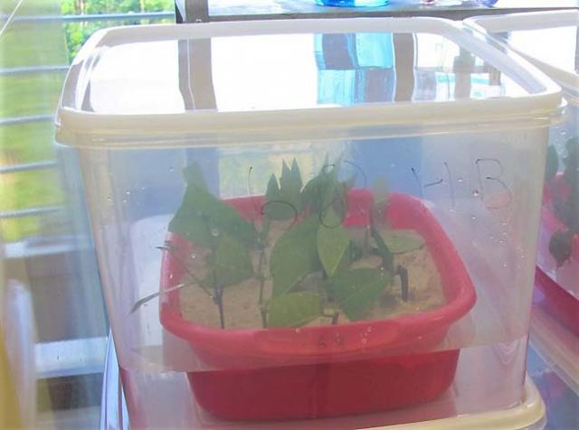 Photo1. Simple nursery placed