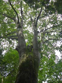 Figure1: An adult tree and nutlet of Fagus crenata