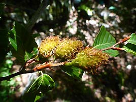 Figure1-2: An adult tree and nutlet of Fagus crenata