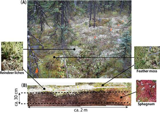 (A) appearance of the forest floor