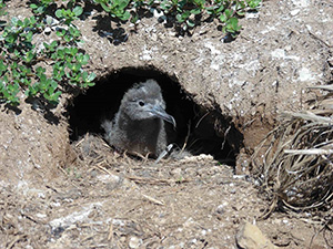 Fig.2. Nest and chick of the wedge-tailed shearwater