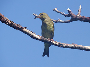 Fig.3. Endangered subspecies of Oriental greenfinch