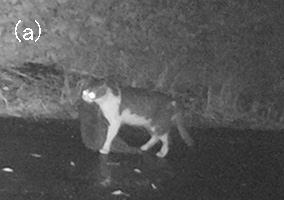 Photo: (a) A cat caught an Amami rabbit