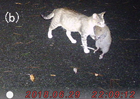 Photo:(b) A cat caught a Ryukyu long-haired rat