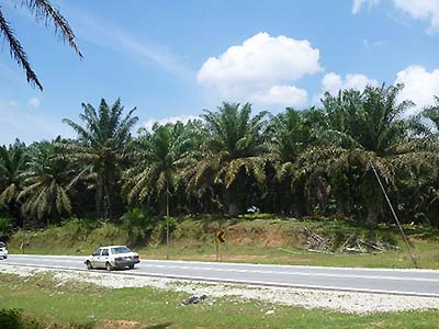 Photograph1-1. Deforestation mainly results