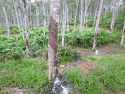 Photograph1-2. Deforestation mainly results