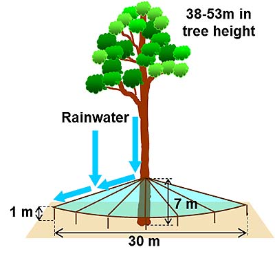 Fig1 Schematic illustration of the rainfall exclusion experimt