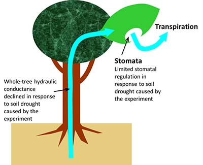 Figure2：Conceptual diagram of the experimental results