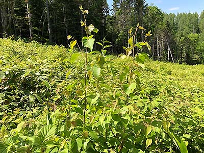  Photo:Birch seedlings established and growing in a scarified