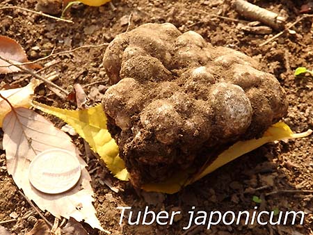 Figure1：Tuber japonicum