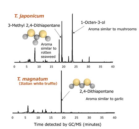 Figure2：Analysis of the aromatic components
