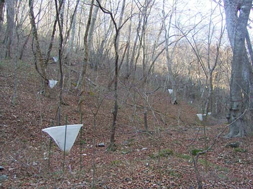 Photo: Seed traps were set up at fixed intervals