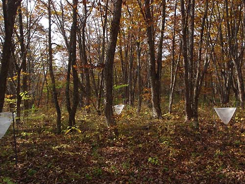 Photo：Nakaimura research site in the Kitakami Mountains