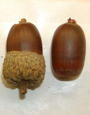 Photo：Acorns of the Japanese oak, mizunara