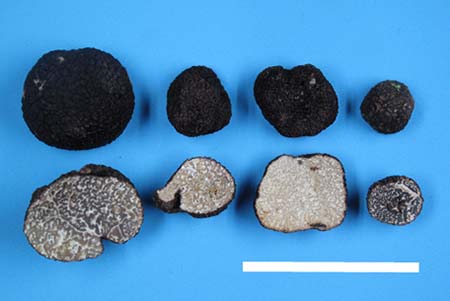 Photo: Black truffle on the left