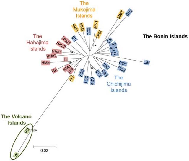 Figure 2: Genetic separation of P. boninensis between the Bonin