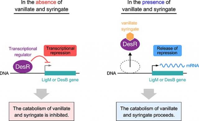Figure. Transcriptional regulation of vanillate