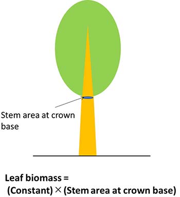 Figure 1：Leaf biomass estimated based on the pipe model theory