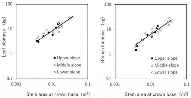 Figure 2：Allometric equation for leaf biomass