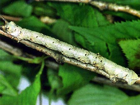 Photo1:Larva of B. robustus