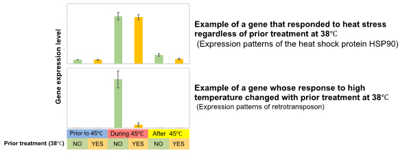 Figure: Reactions of high-temperature response genes