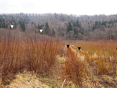 Photo: View of a willow test plot that has been damaged