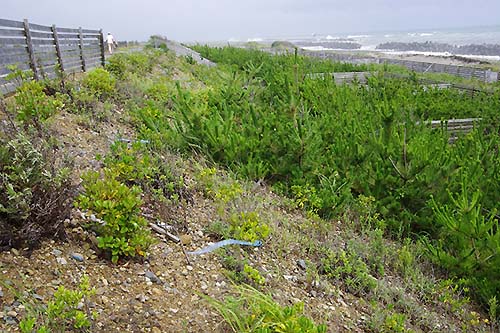 Photo Broadleaved trees and P. thunbergii on a seaward slope