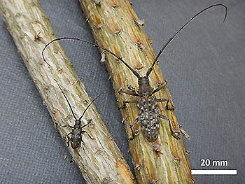 Photo 2: Male adults of Monochamus saltuarius