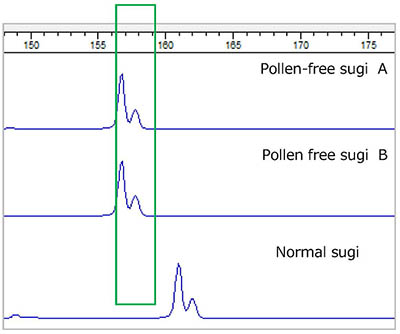 Figure 1: Detection of pollen-free clones using polymerase chain