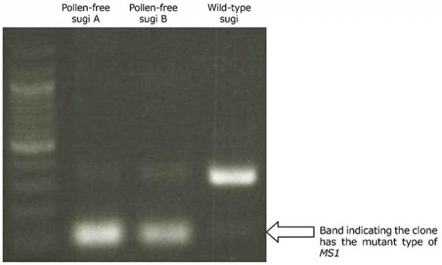 Photo 1: Detection of pollen-free sugi
