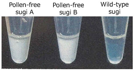 Photo 2: Detection of pollen-free sugi
