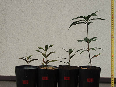 Photo2: Seedlings of Quercus acuta 6 months after inoculation