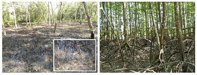 Photo: Mangrove stands in the study areas