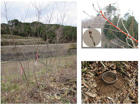 Fig. 2. A regenerated Konara oak stump in a mushroom log forest