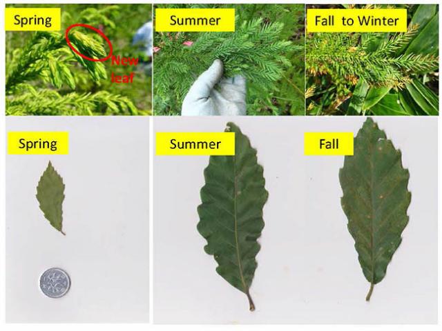 Photos of leaves of Cryptomeria japonica 