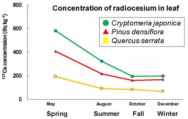 Figure：Seasonal changes in radiocesium concentrations in leaves