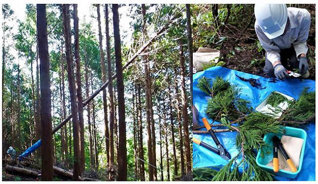 Photo： Cutting a specimen tree (left) 