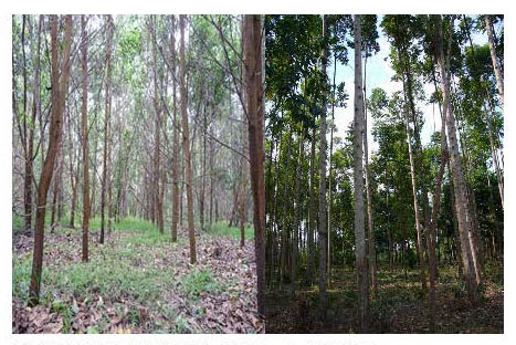 Photo:acacia plantation and eucalyptus plantation