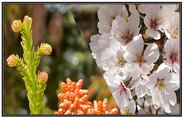 Japanease cedar and flowering cherry