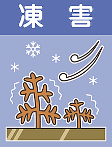 アイコン凍害