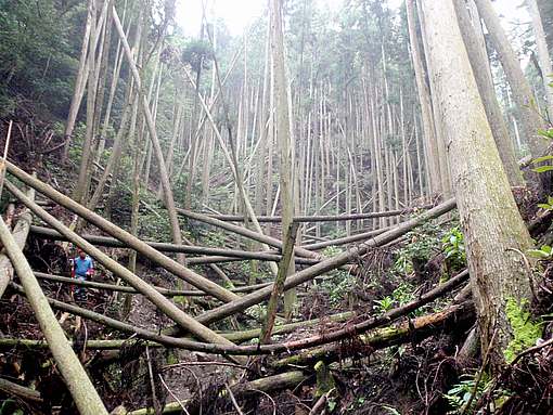 風害_R2長崎県