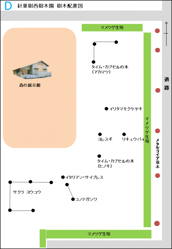 D_conifer_west
