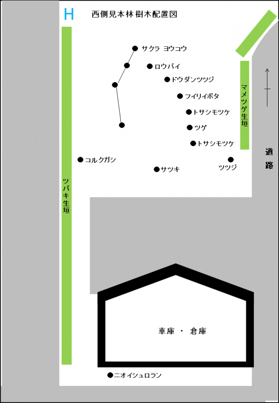 西側見本林　樹木配置図